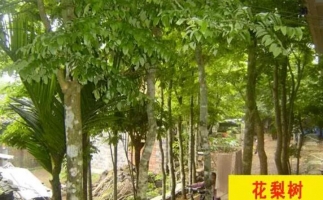 紅花梨下腳料千萬(wàn)別再丟了，都是寶啊